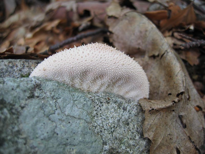 Quando i Funghi chiamano.....Seconda parte